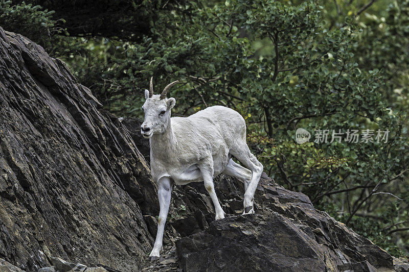 山羊(Oreamnos americanus)，也被称为落基山山羊，是北美特有的一种大型有蹄哺乳动物。Chugach州立公园，阿拉斯加。在非常陡峭的岩壁上。